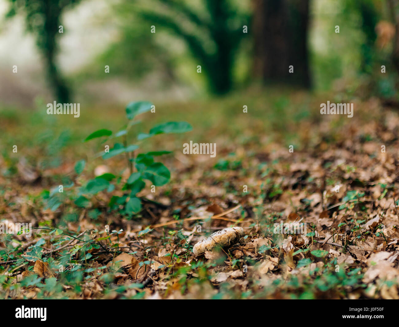 Truffle Mushroom in the woods Stock Photo Alamy