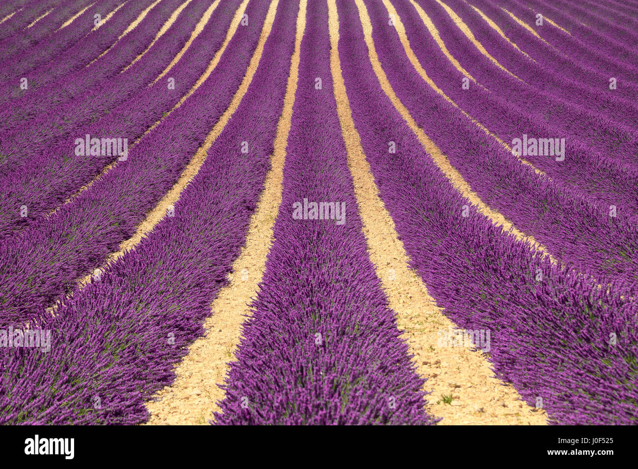 Lavender flower blooming fields in endless rows as a pattern or texture. Landscape in Valensole plateau, Provence, France, Europe. Stock Photo