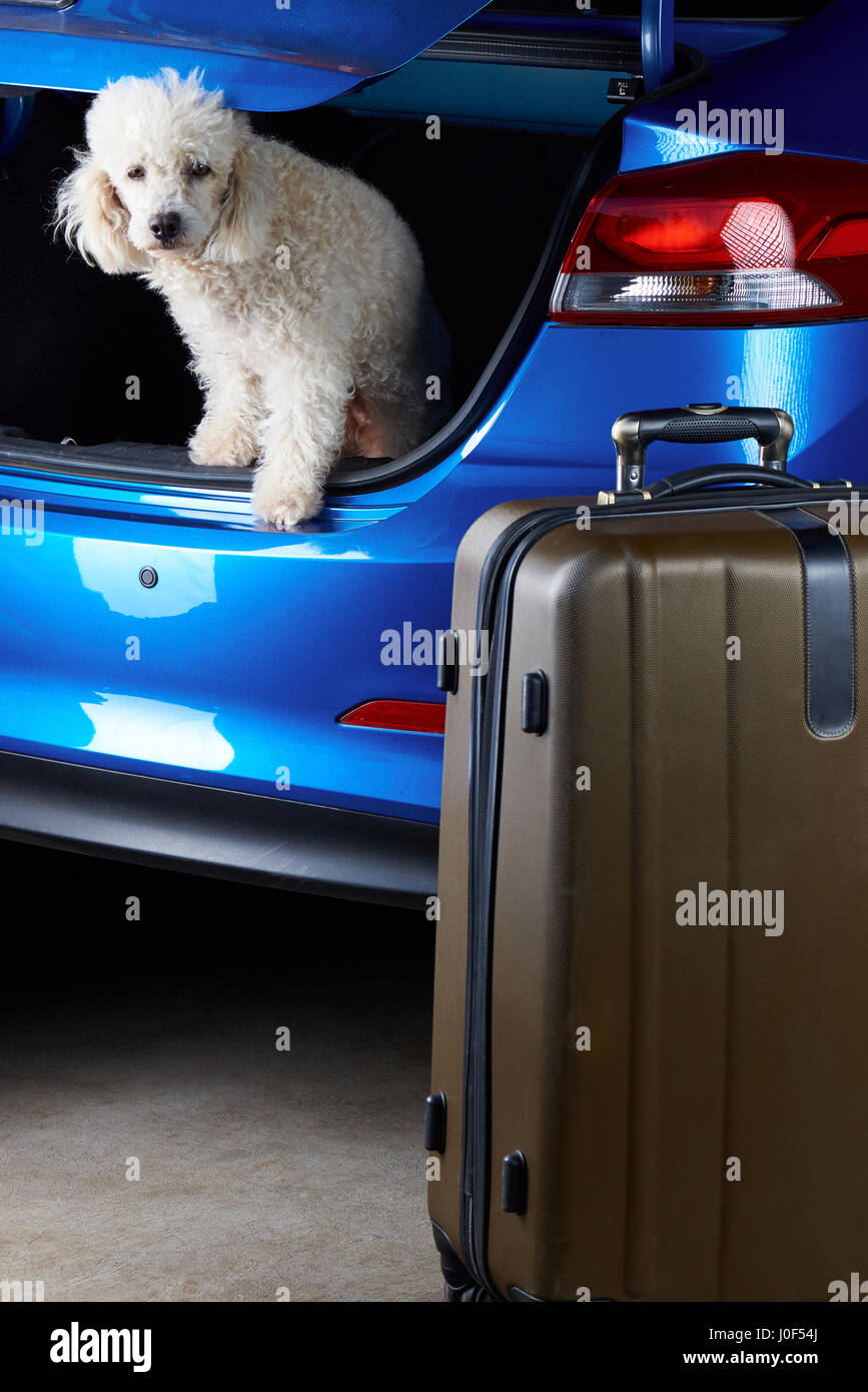 Dog packing shop suitcase