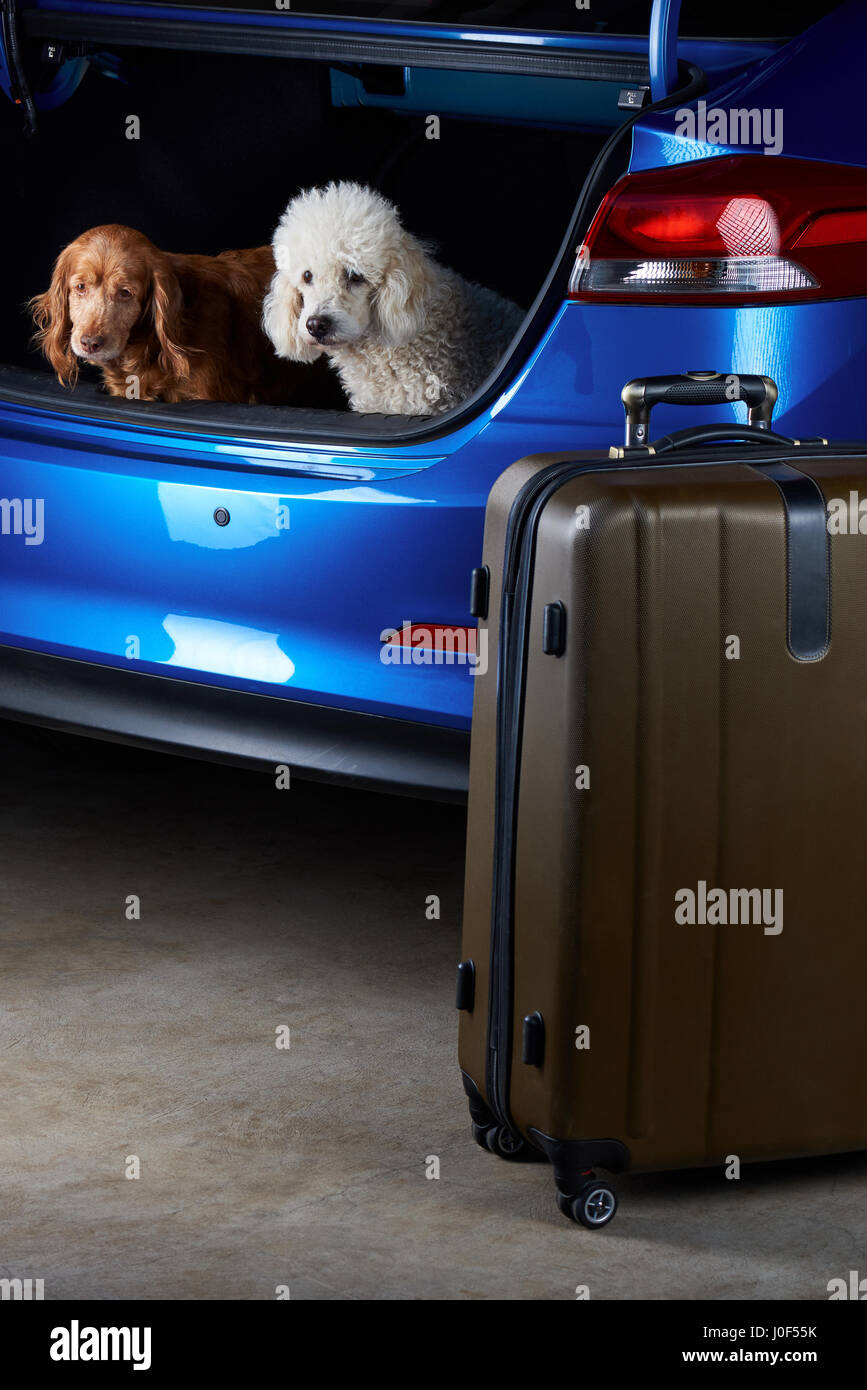 dog packing suitcase