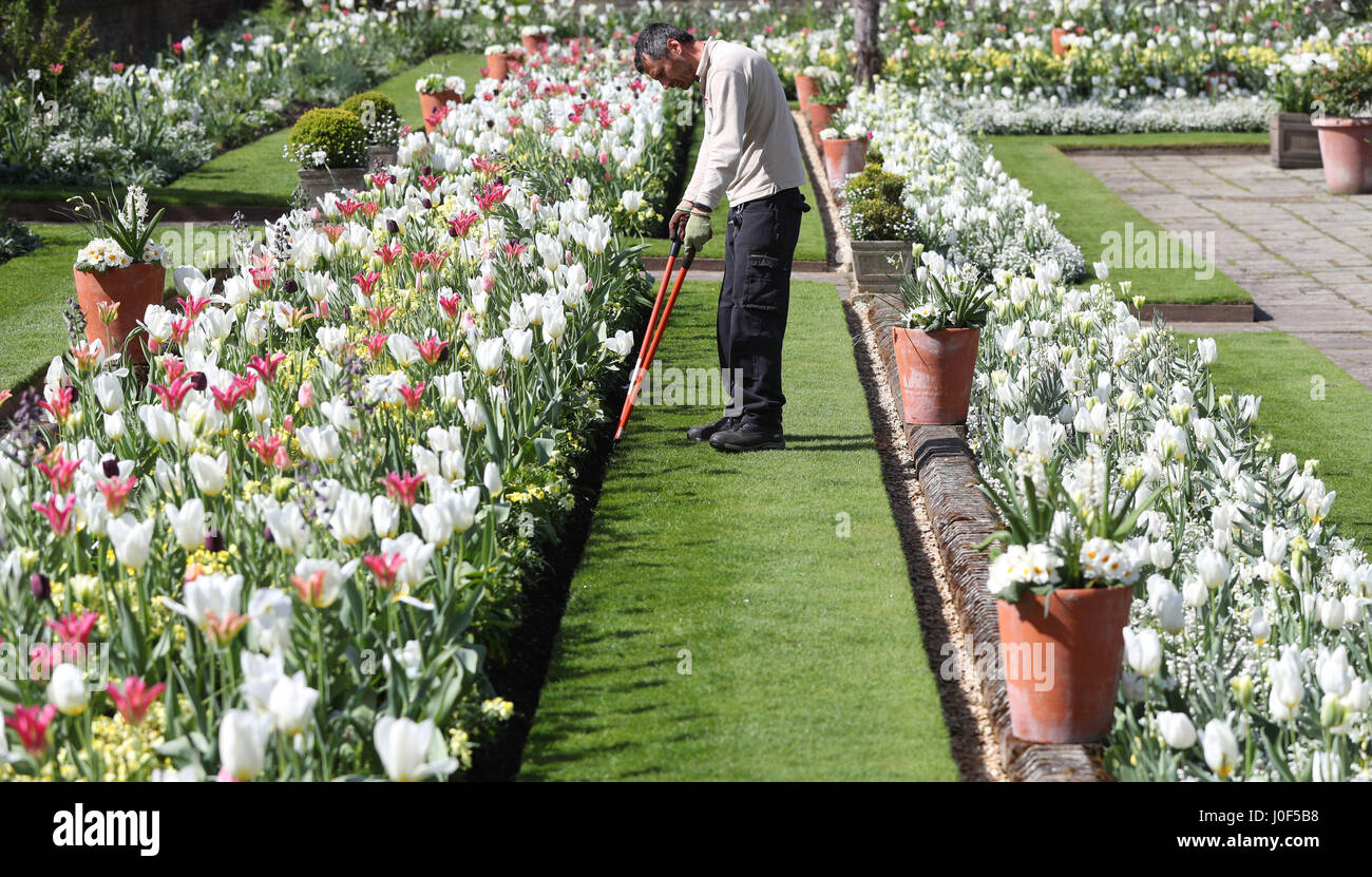 Embargoed to 0001 Thursday April 13 An Historic Royal Palaces gardener undertakes some edging work in the White Garden at Kensington Palace, London, created to celebrate the life of Diana, Princess of Wales. Stock Photo