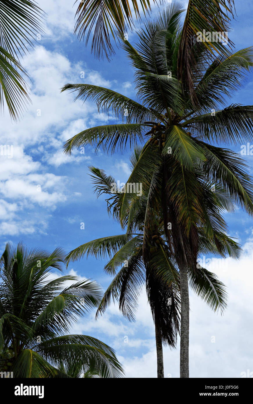 Coconuts palm tree of brazil hires stock photography and images Alamy