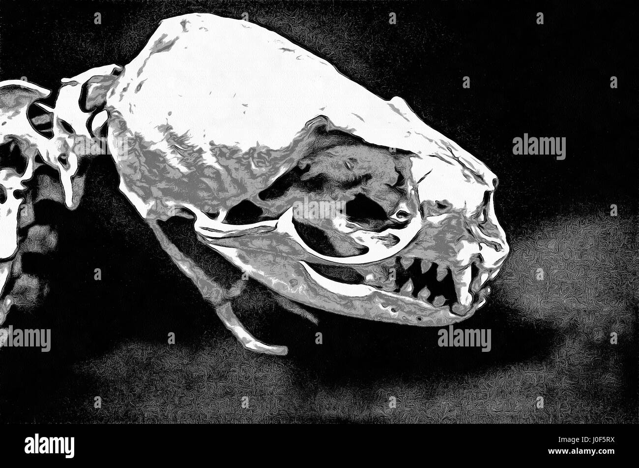 Seal Skull Stock Photos & Seal Skull Stock Images Alamy