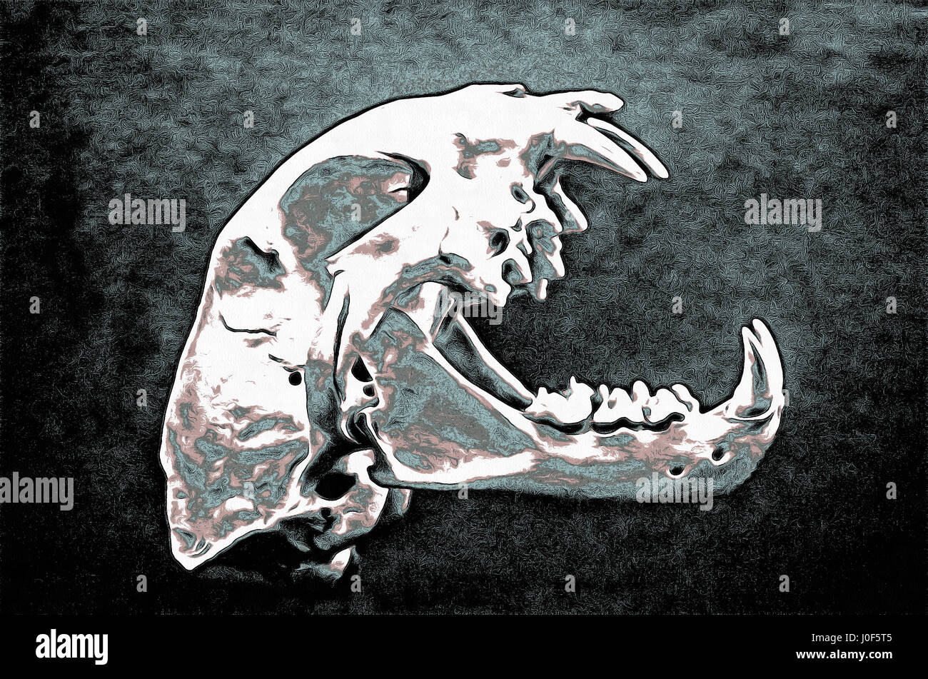 Skull lynx, Lynx lynx, painting Stock Photo - Alamy