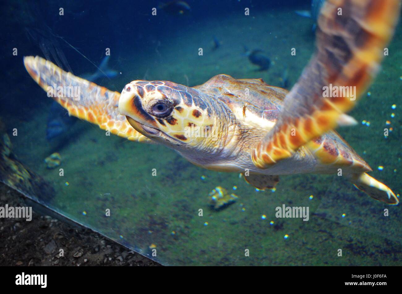 Baby sea turtle, Georgia Aquarium, downtown Atlanta, GA. March 2014. Stock Photo