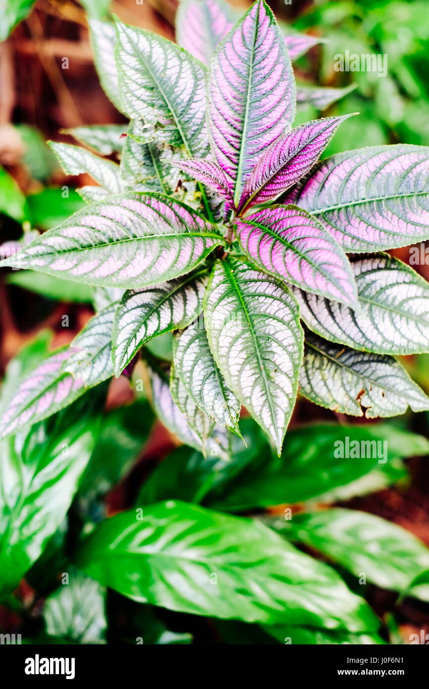 Purple leaved Persian Shield plants in the tropical garden Stock Photo