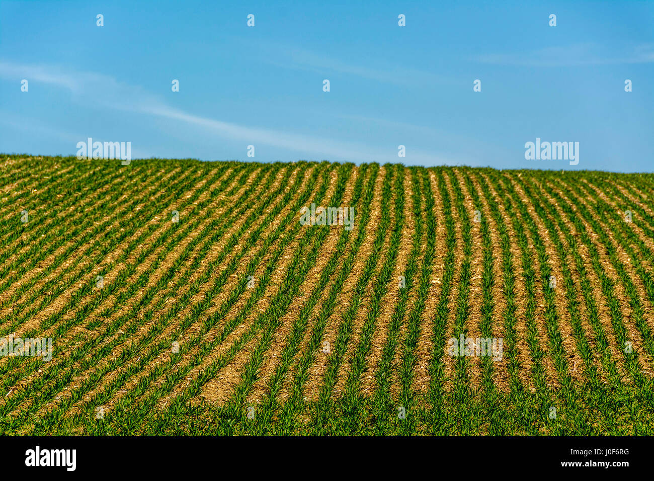 Field of maize in the Auvergne, France Stock Photo