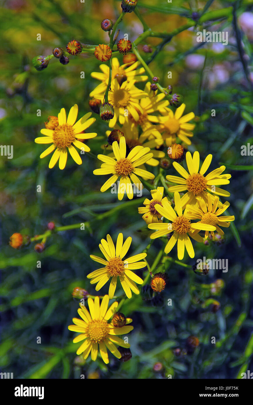 Asiago plateau, Veneto. Italy.The species Arnica montana, native to Europe, has long been used medicinally, but this use has not been substantiated. Stock Photo
