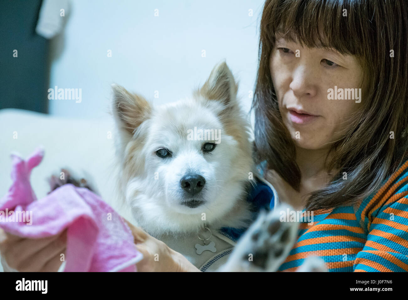 Spending time with the dog - getting it all clean Stock Photo