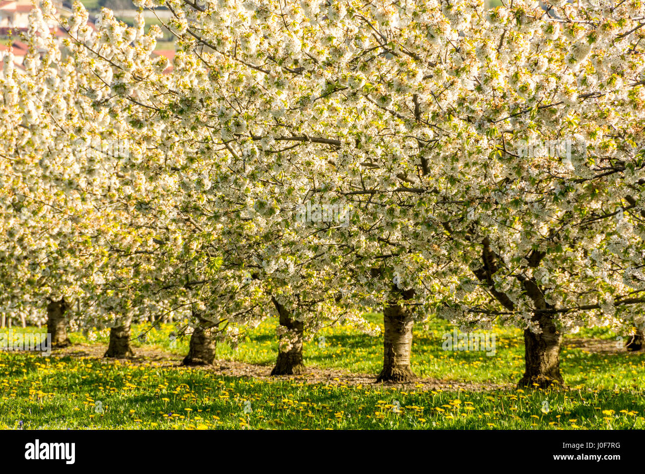 Apple Trees France Stock Photos & Apple Trees France Stock Images Alamy
