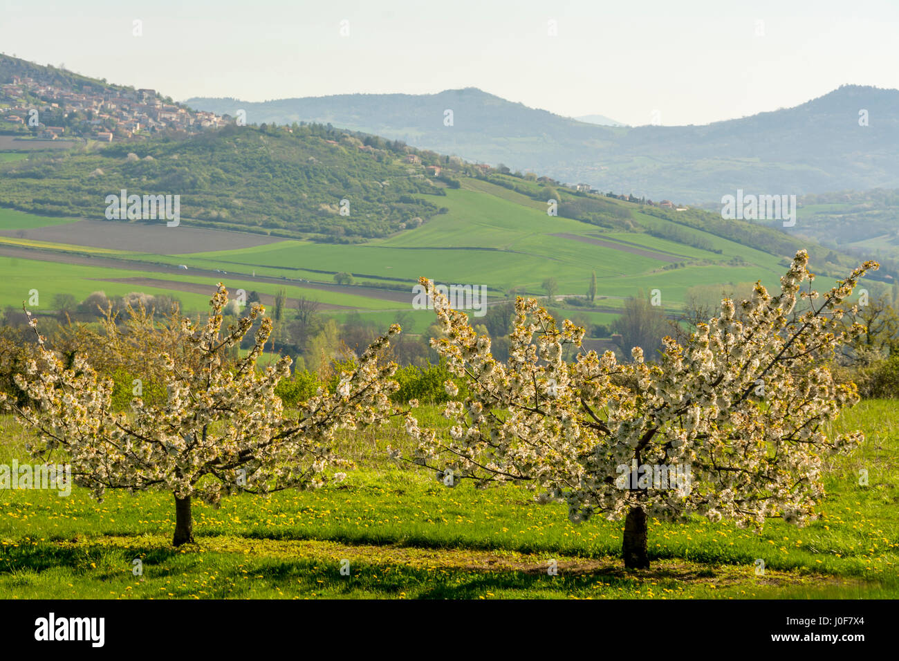 Apple trees (Malus domestica) in an orchard, Limagne, Auvergne, France, Europe Stock Photo