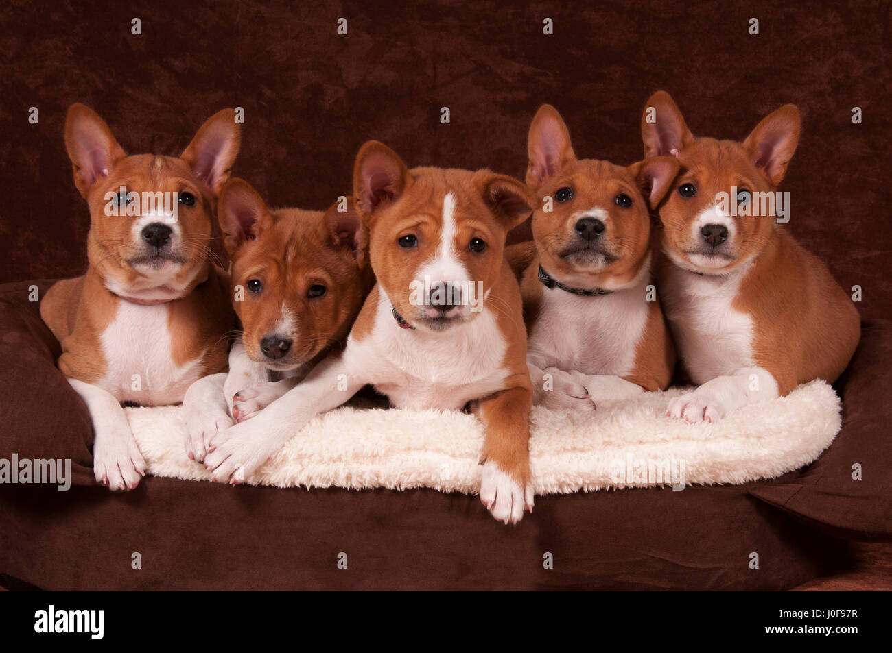 Basenji. Five puppies (7weeks old) lying on a pet bed. Studio picture