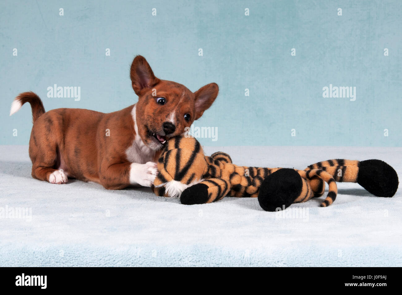 Basenji plush best sale