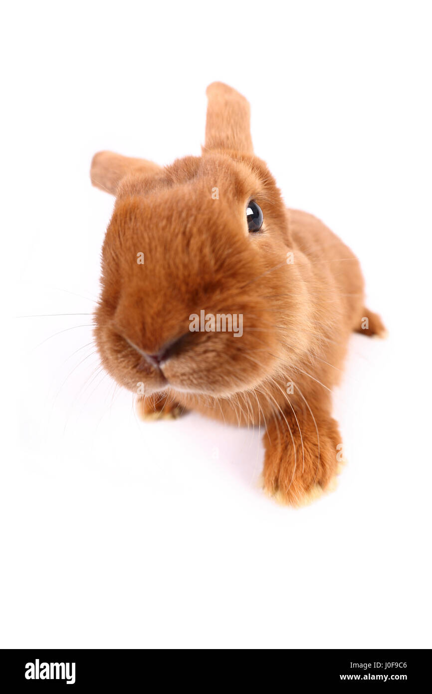 New Zealand Red Rabbit. Adult seen head-on. Studio picture against a white background. Germany Stock Photo