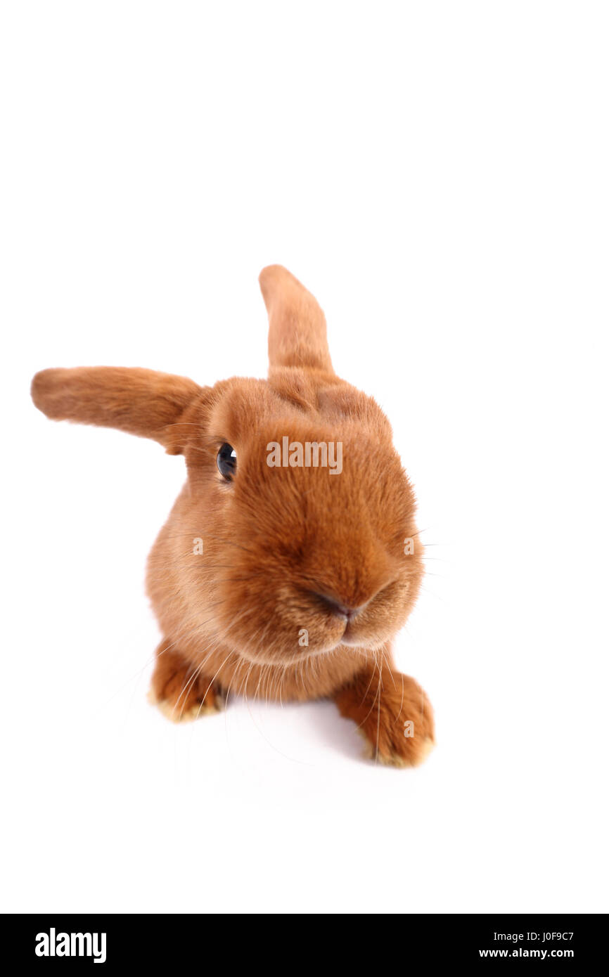 New Zealand Red Rabbit. Adult seen head-on. Studio picture against a white background. Germany Stock Photo