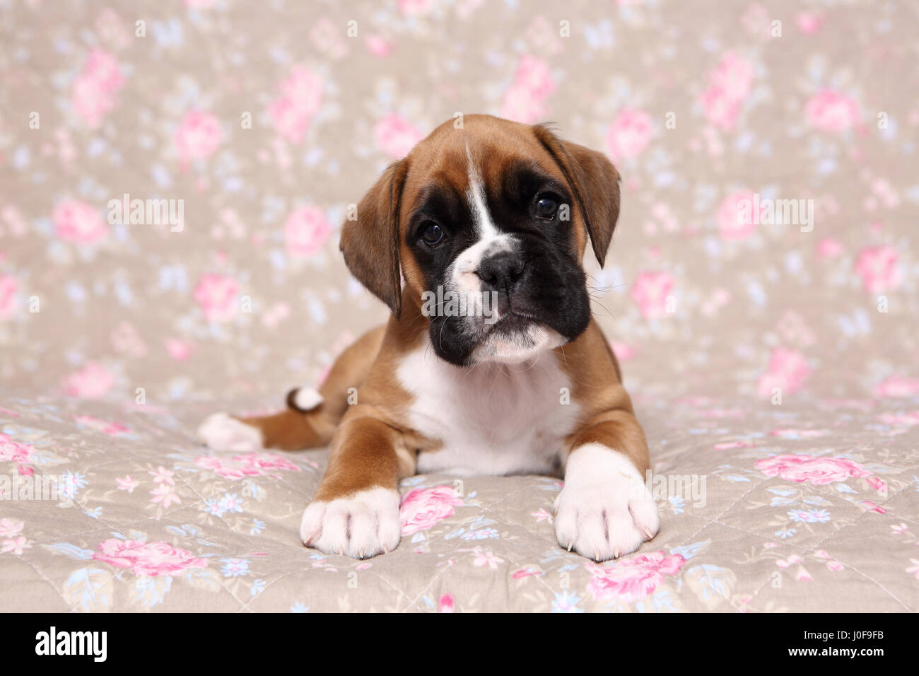Boxer puppy 6 weeks sale
