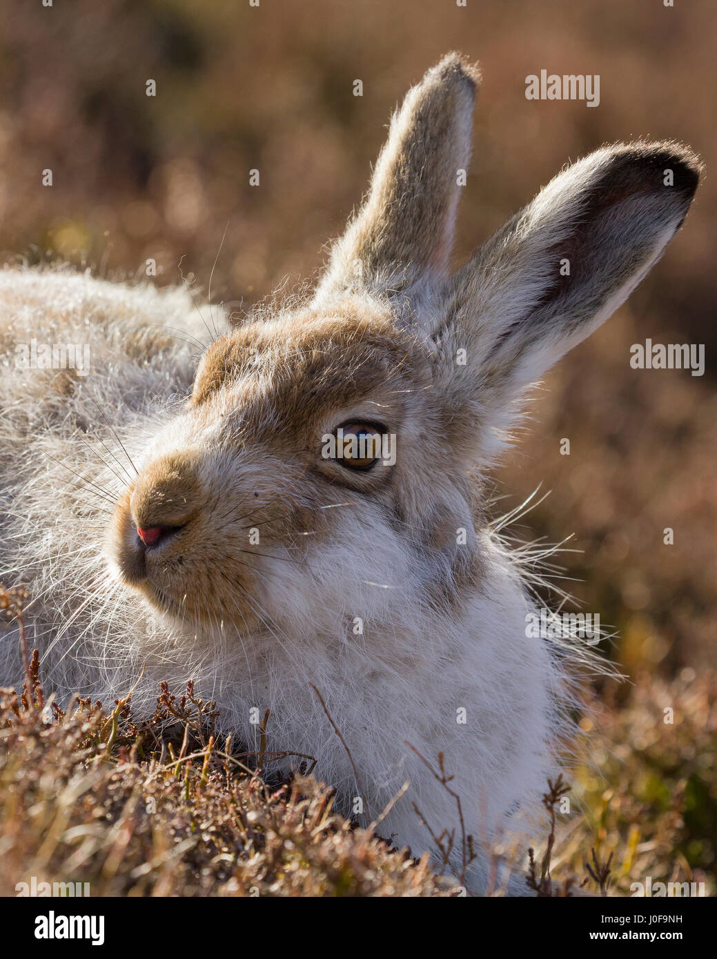 Mountain Hares photographed in the Findhorn Valley at the end of March