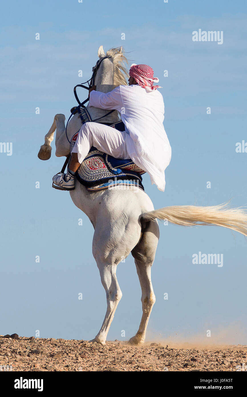 Arabian Horse. Rider in traditional dress on gray stallion rearing 