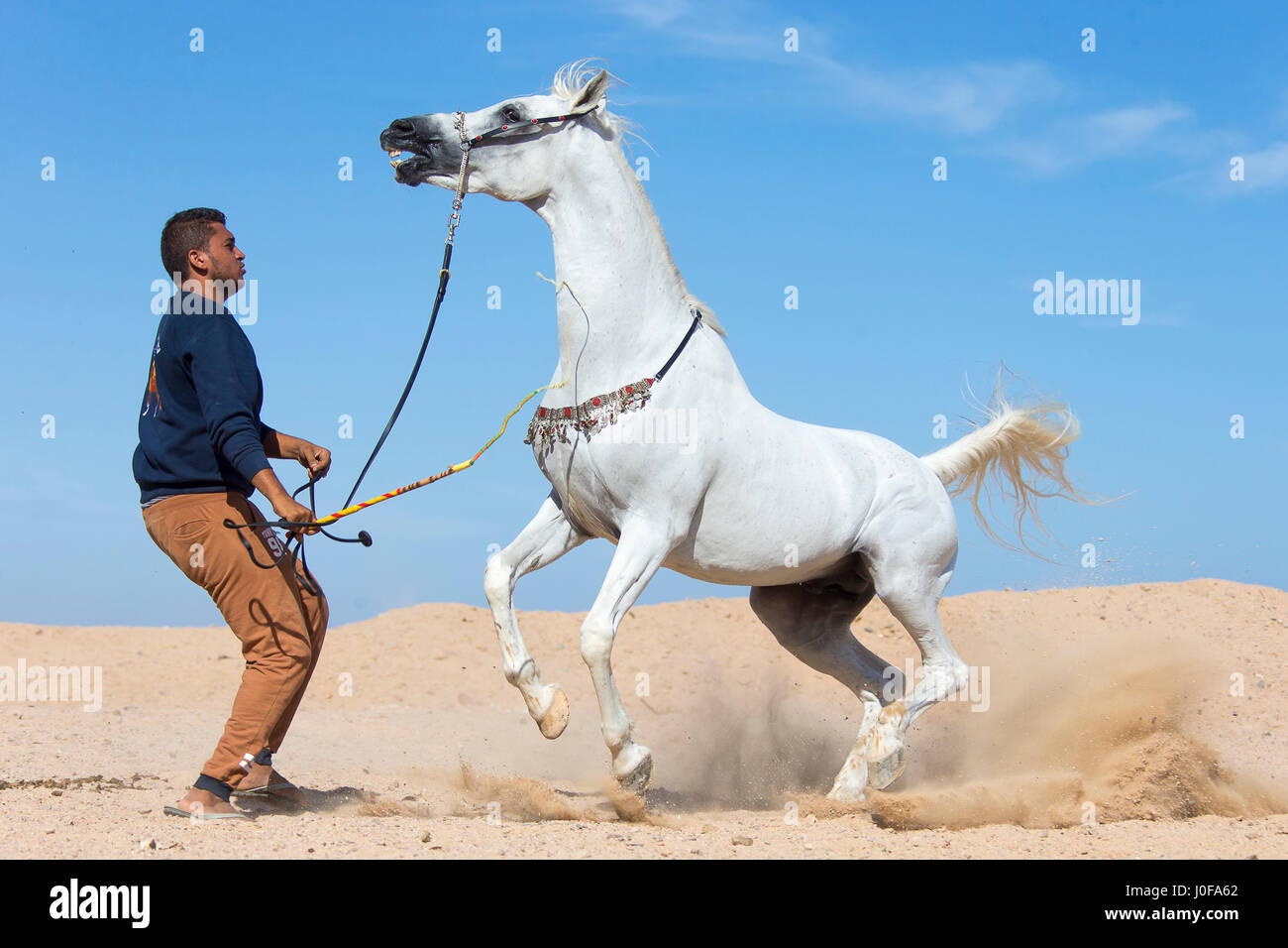 Arabian Horse Gray Stallion Biting Itself Self Harm Tunisia Stock Photo Alamy