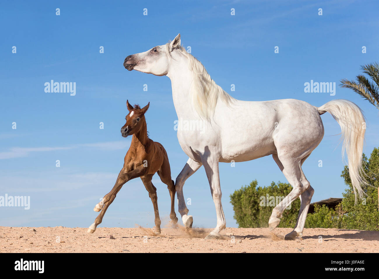 Arab Horse Gray Mare With Playful Foal In The Desert Egypt Stock arab-horse-gray-mare-with-playful-foal-in-the-desert-egypt-stock