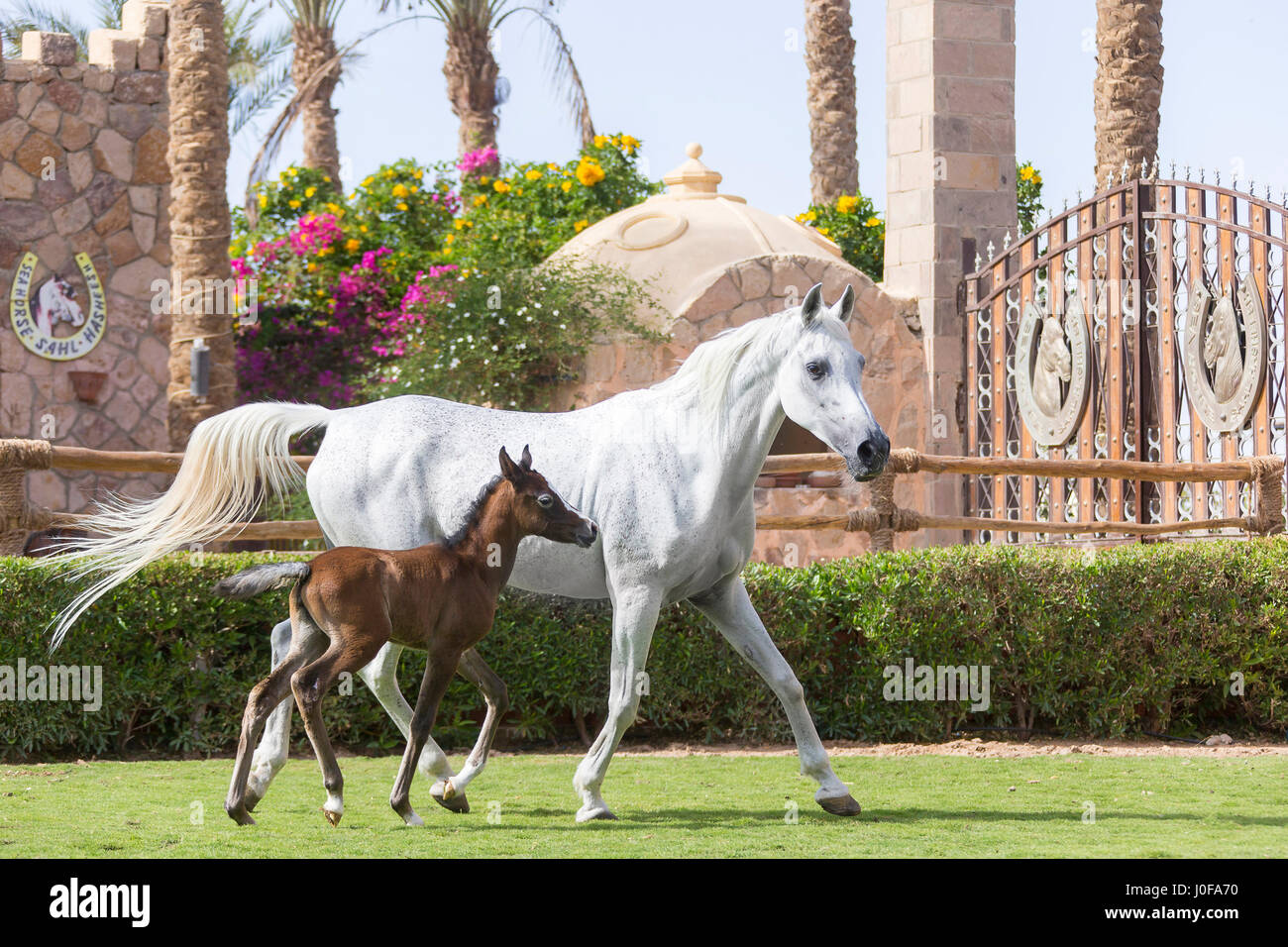 Arab Horse Gray Mare With Foal Trotting On A Lawn Egypt Stock Photo arab-horse-gray-mare-with-foal-trotting-on-a-lawn-egypt-stock-photo