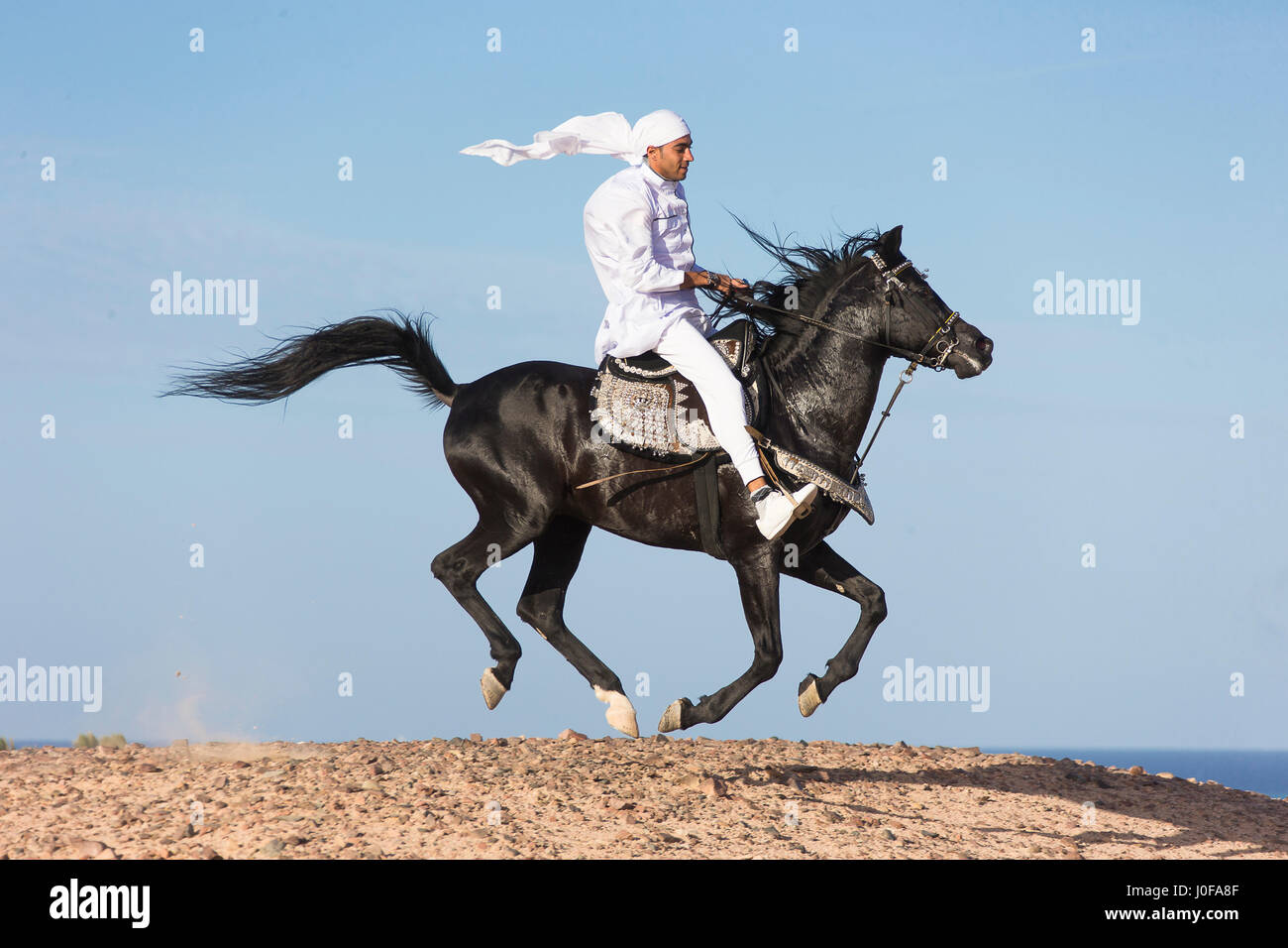 Arabian Horse. Rider in traditional dress on black stallion 