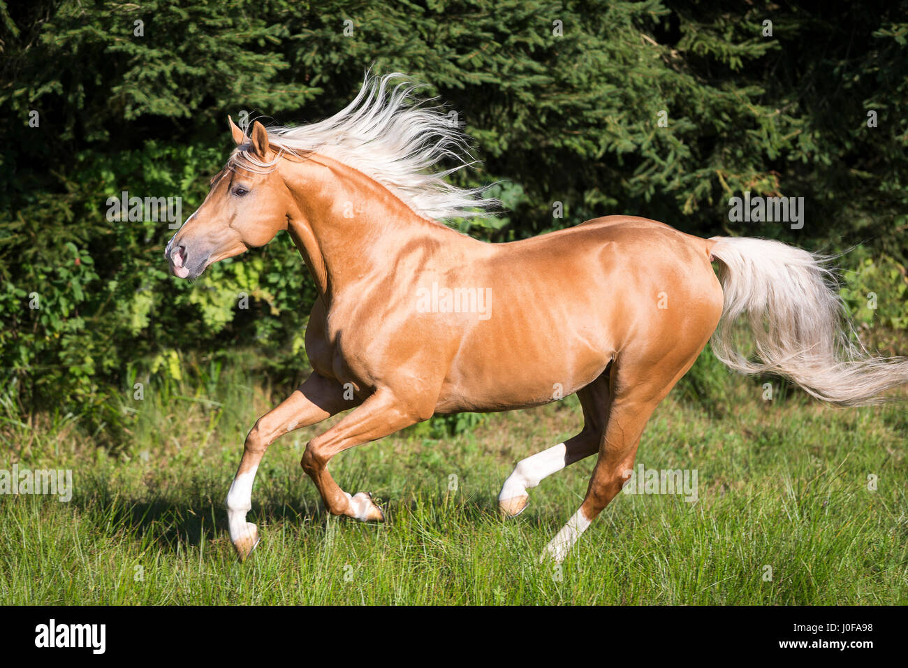 AngloArabian. Palomino stallion galopping on a pasture. Austria Stock