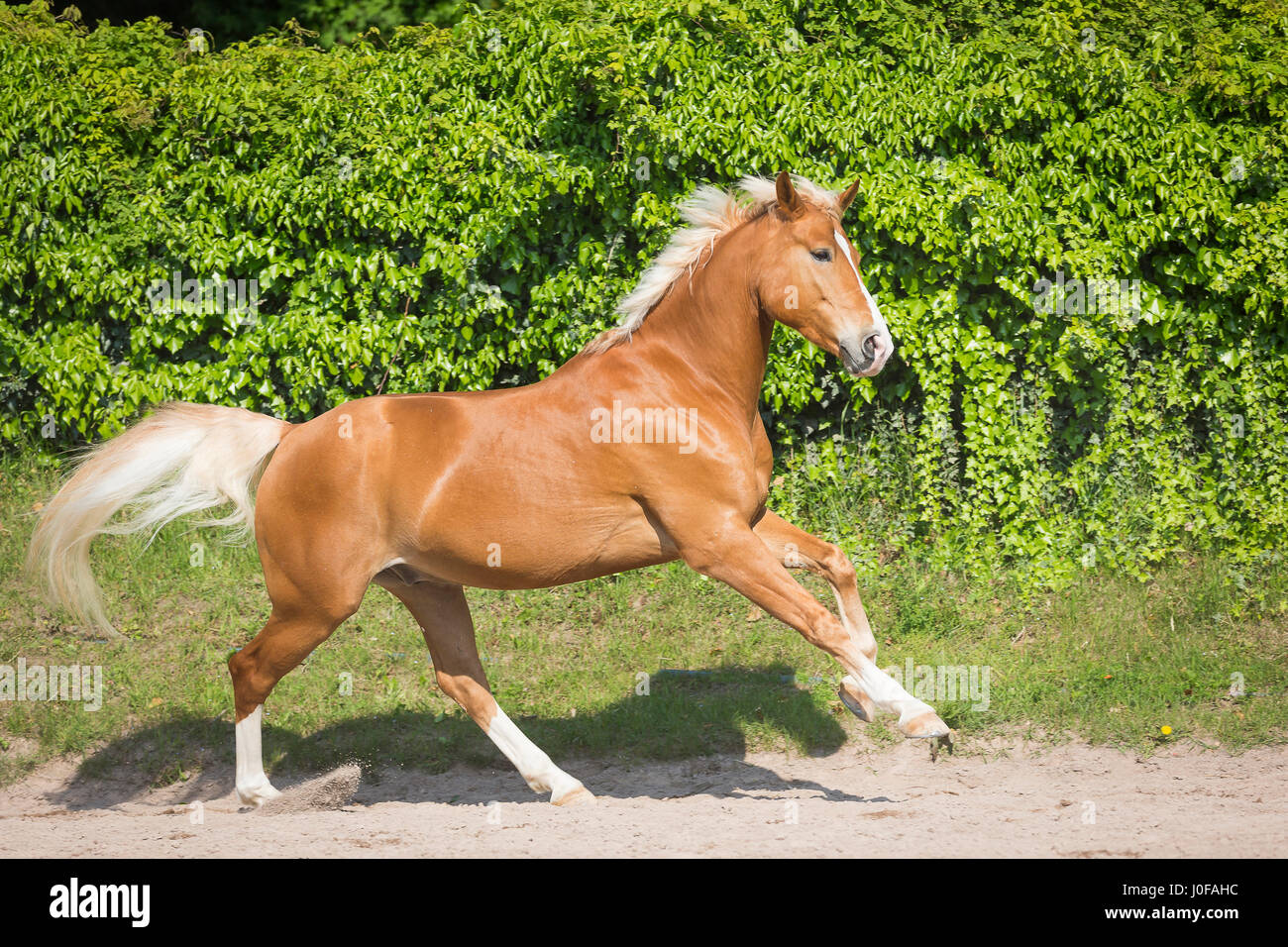 Haflinger Horse x Oldenburg Horse. Adult horse galloping in a paddock. South Tyrol, Italy Stock Photo