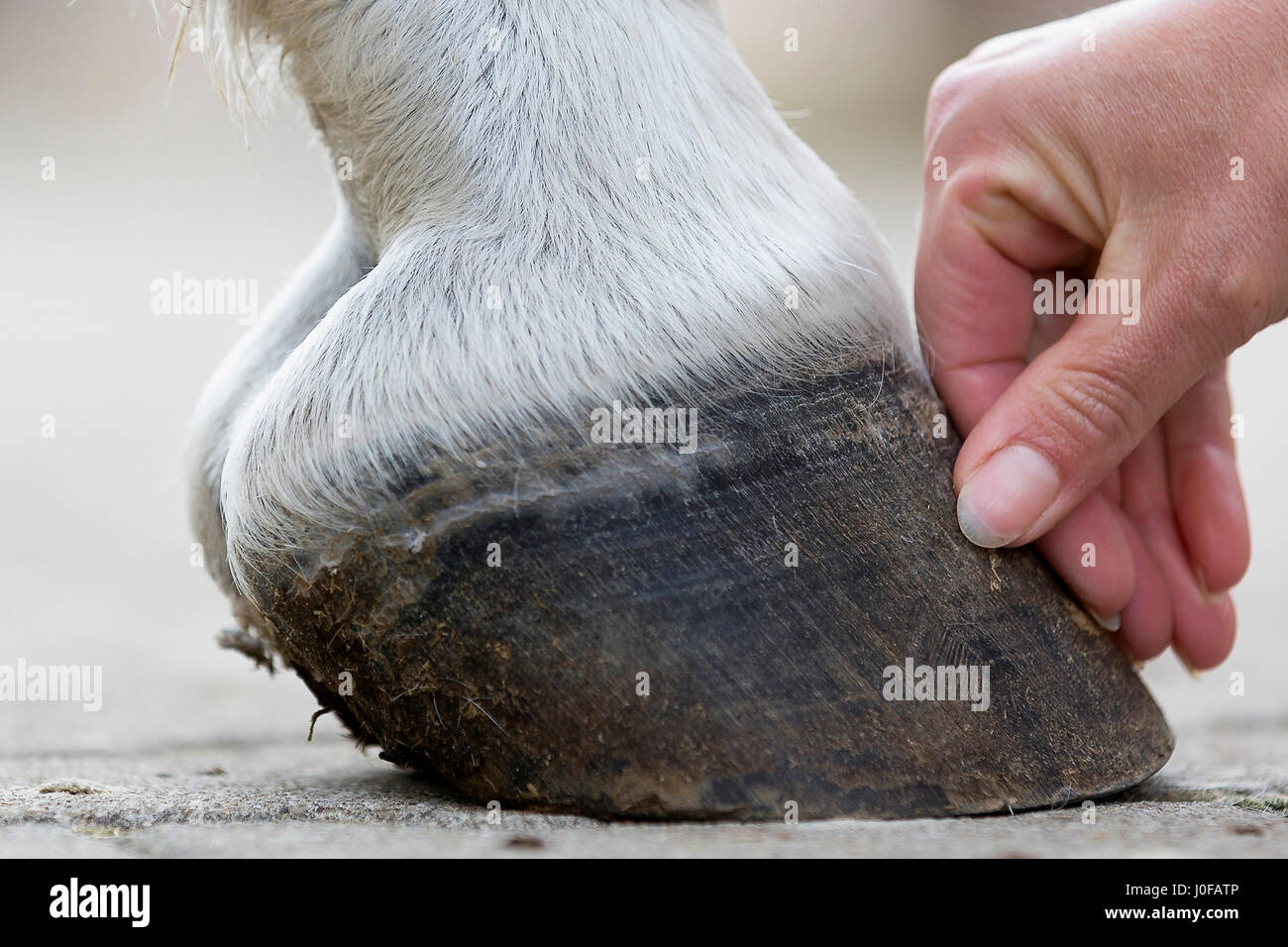 Pure Spanish Horse, Andalusian. Hand touching hoof. Germany Stock Photo