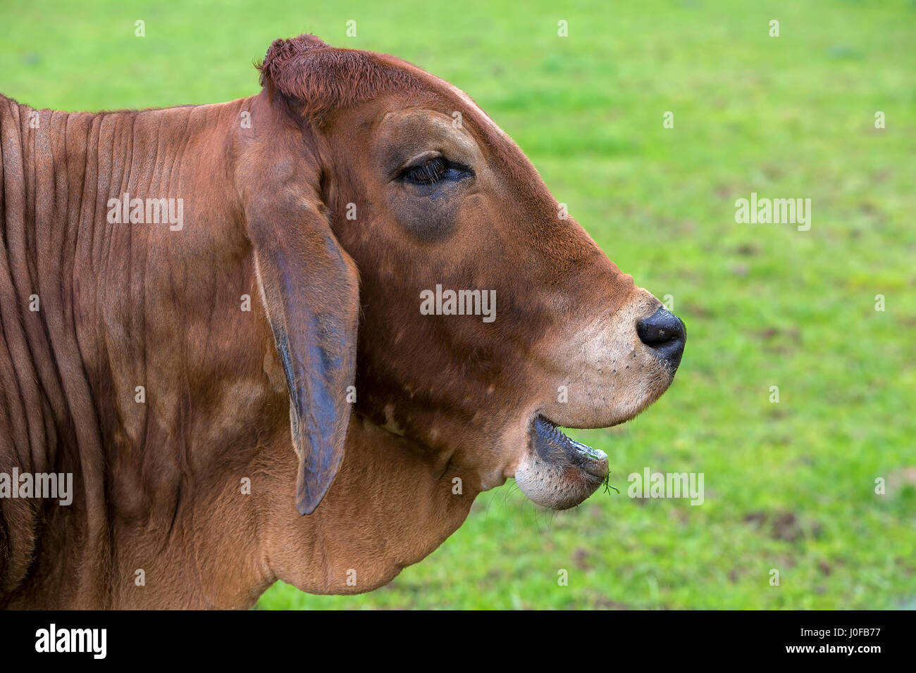 Brahman Cattle with smiling or laughing facial expression side profile