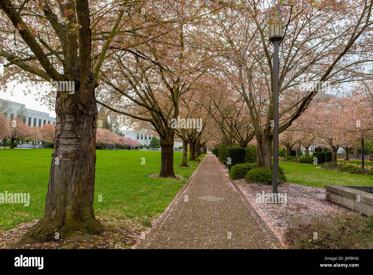 Cherry Blossom Trees by lamp posts along walking path in downtown park