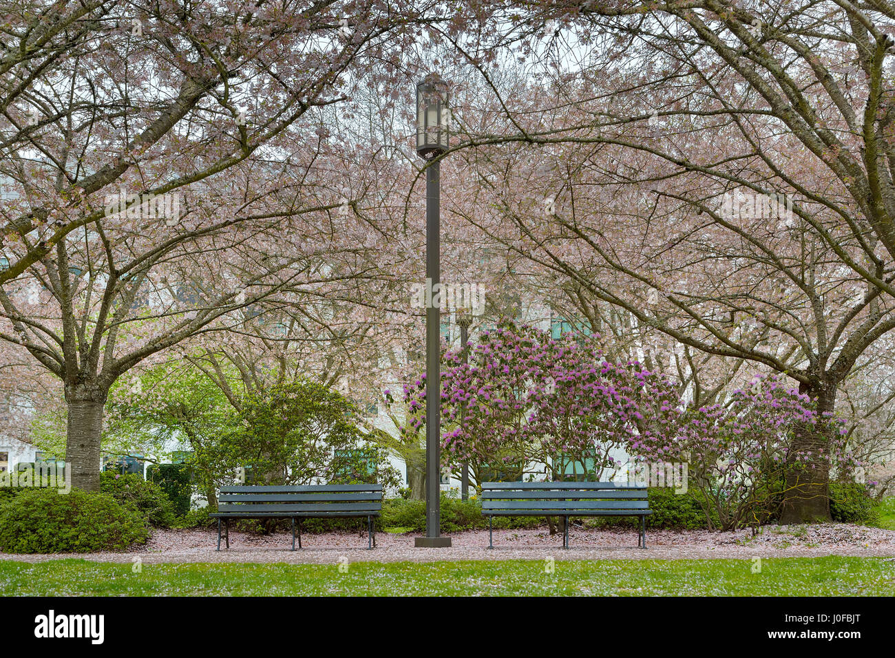 Cherry Blossom Trees by park benches and lamp posts in downtown park in