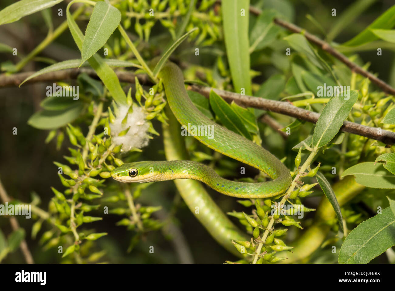 A Rough Green Snake climbing in a small tree in Florida. Stock Photo