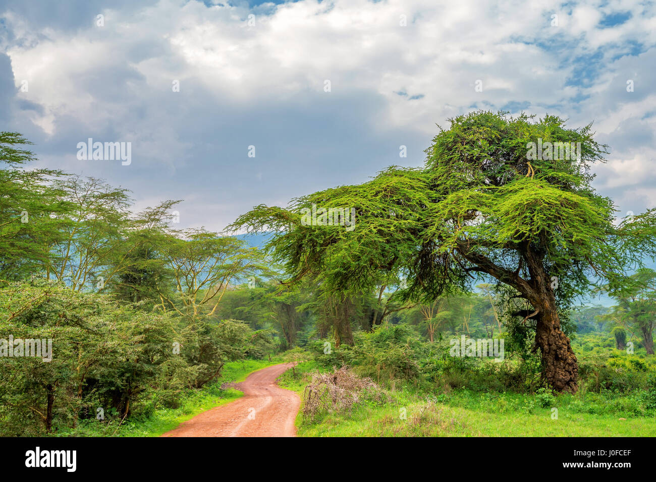 Mountain african forest with acacia and lush bushes in Ngorongoro national park, Tanzania Stock Photo