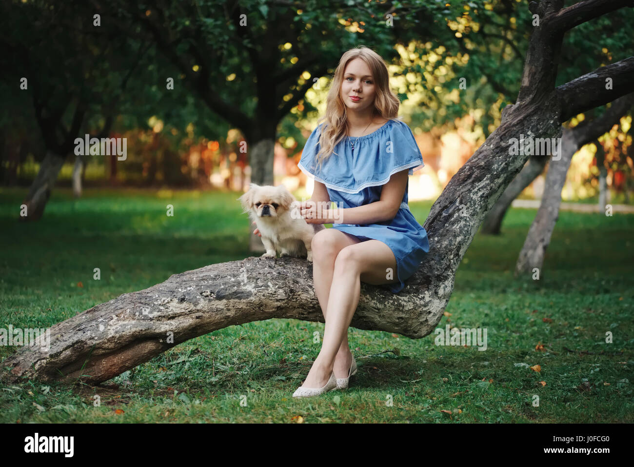 young beautiful girl with pekingese Stock Photo - Alamy