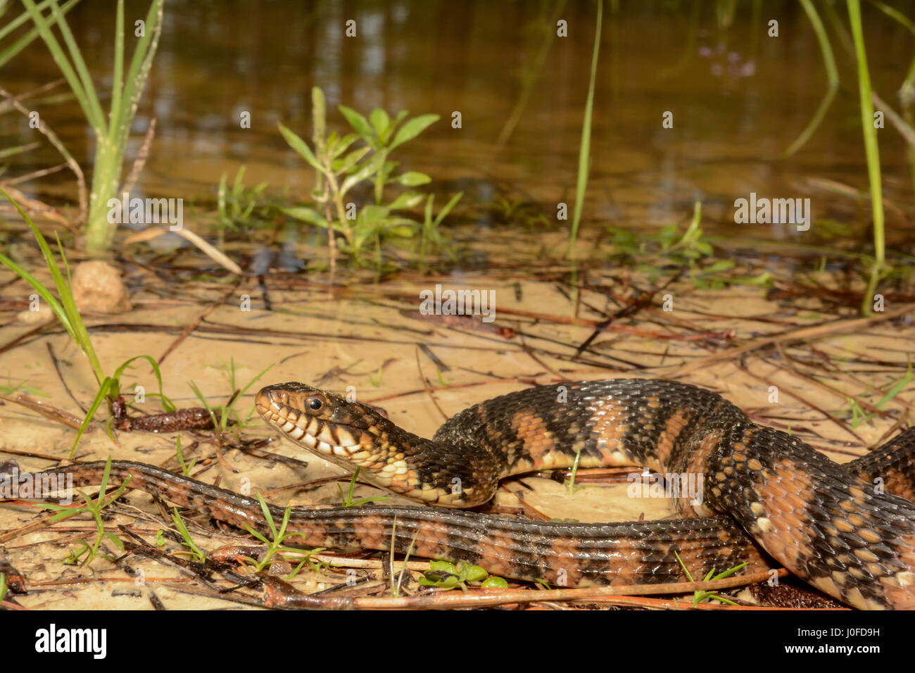 A Banded Water Snake basking at the edge of a small pond. Stock Photo