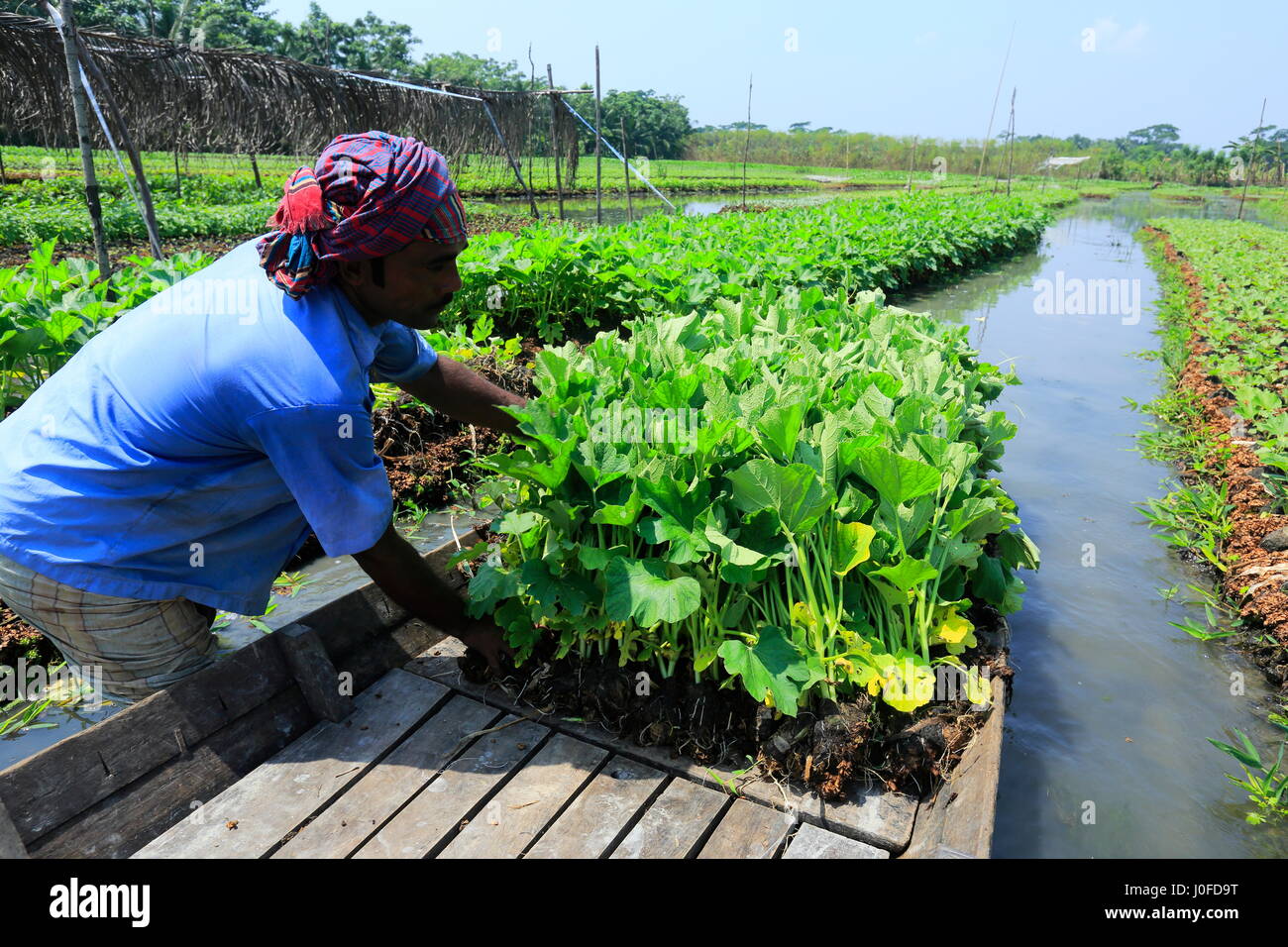 A farmer tends his floating seedbeds made from water hyacinth at Nazirpur in Pirojpur. Bangladesh. Stock Photo