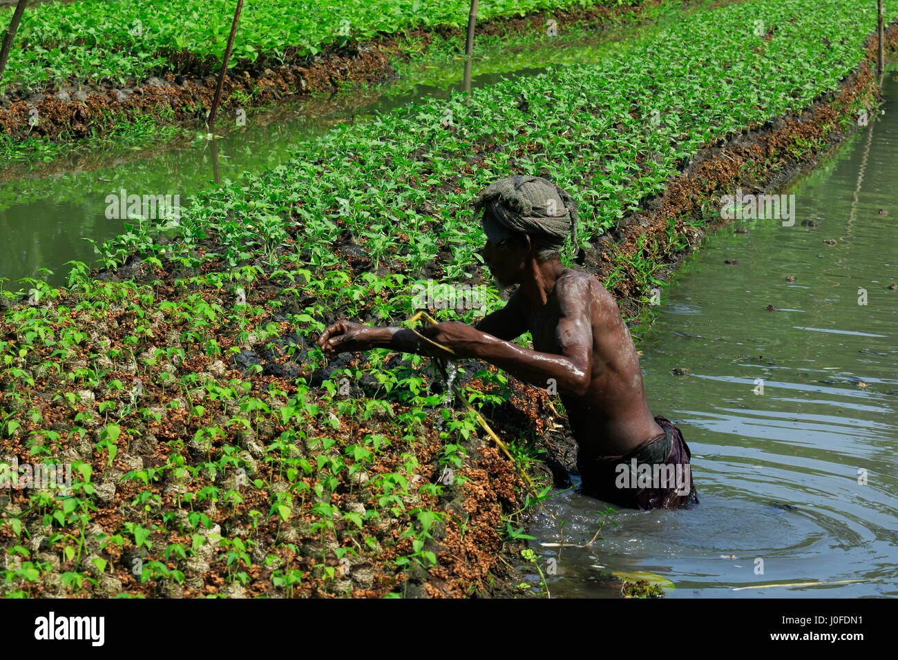 A farmer tends his floating seedbeds made from water hyacinth at Nazirpur in Pirojpur. Bangladesh. Stock Photo