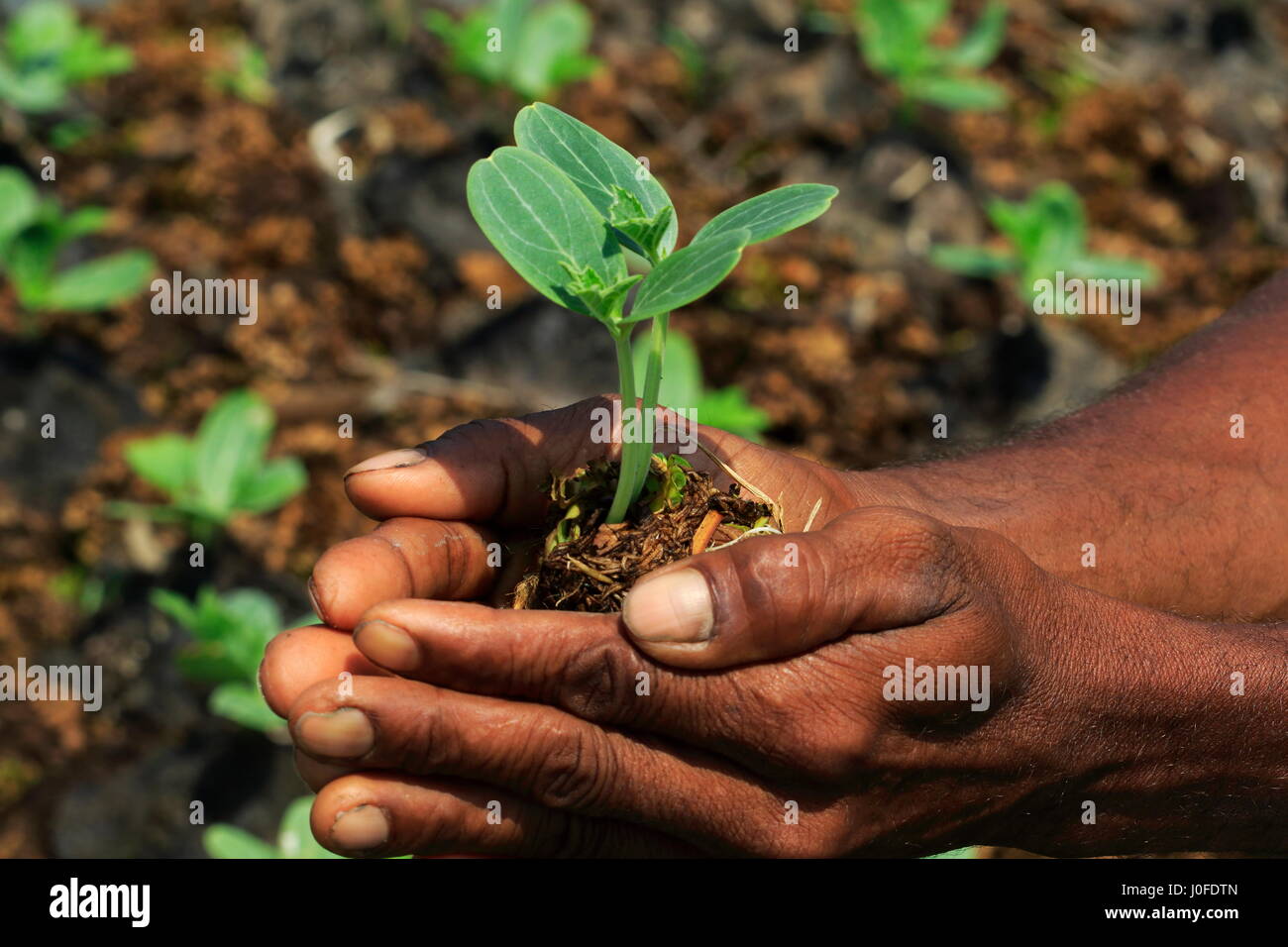 A farmer holds seedlings from the floating bed at Nazirpur in Pirojpur. Bangladesh Stock Photo
