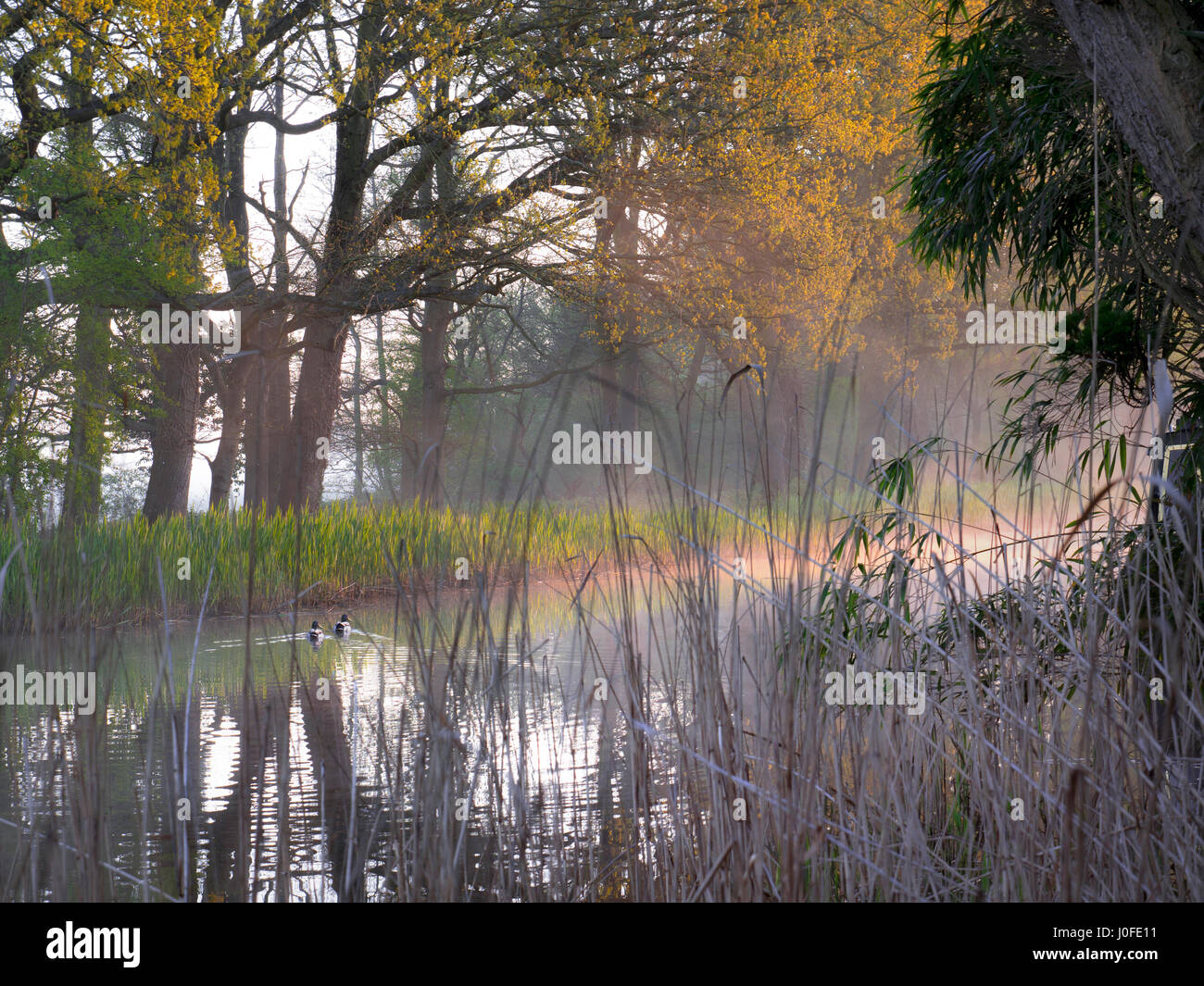 Sunrise River mist Spring morning ducks & reflections early dawn River Wey Surrey UK viewed through winter dried reeds riverside garden bank Stock Photo