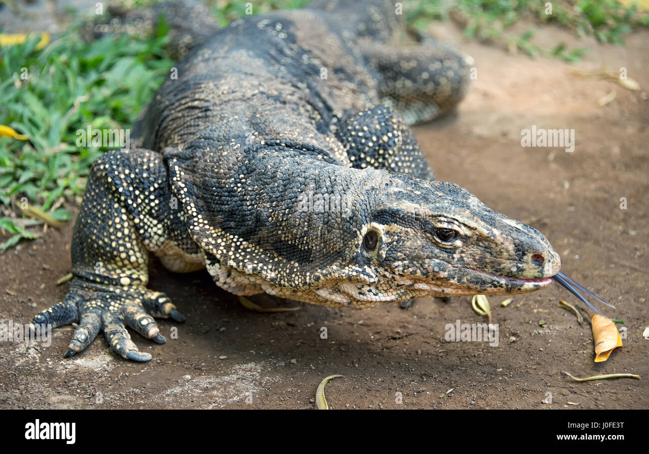 Jungle lizard hires stock photography and images Alamy