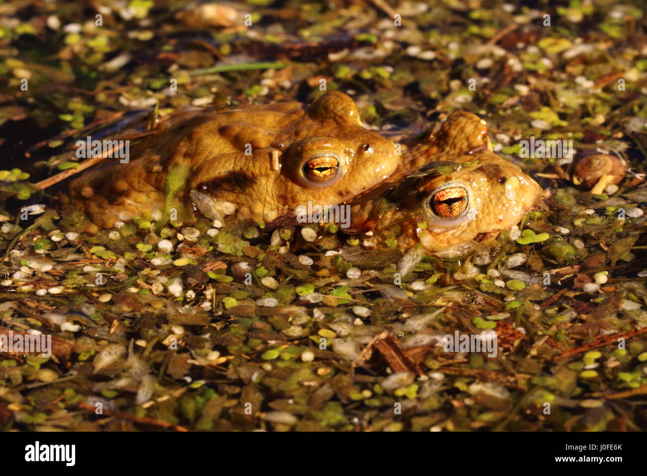 Mating Common Toad Stock Photo