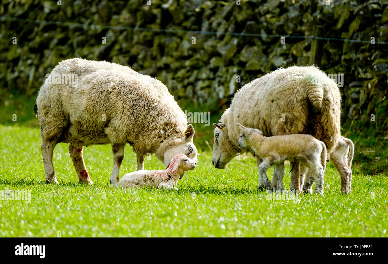 Sheep new born lamb on hi-res stock photography and images - Alamy