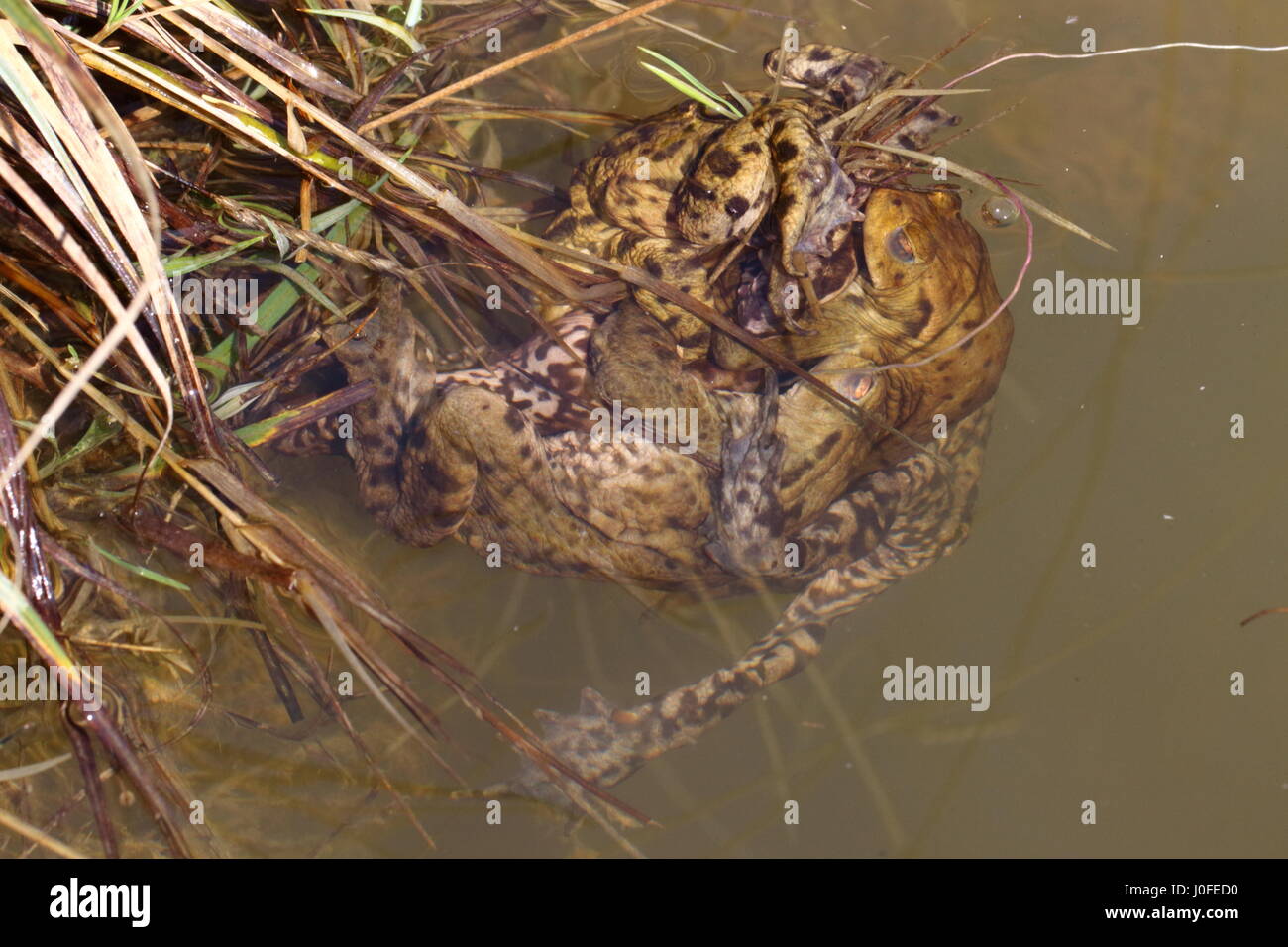 Common Toad Mating Ball Stock Photo Alamy