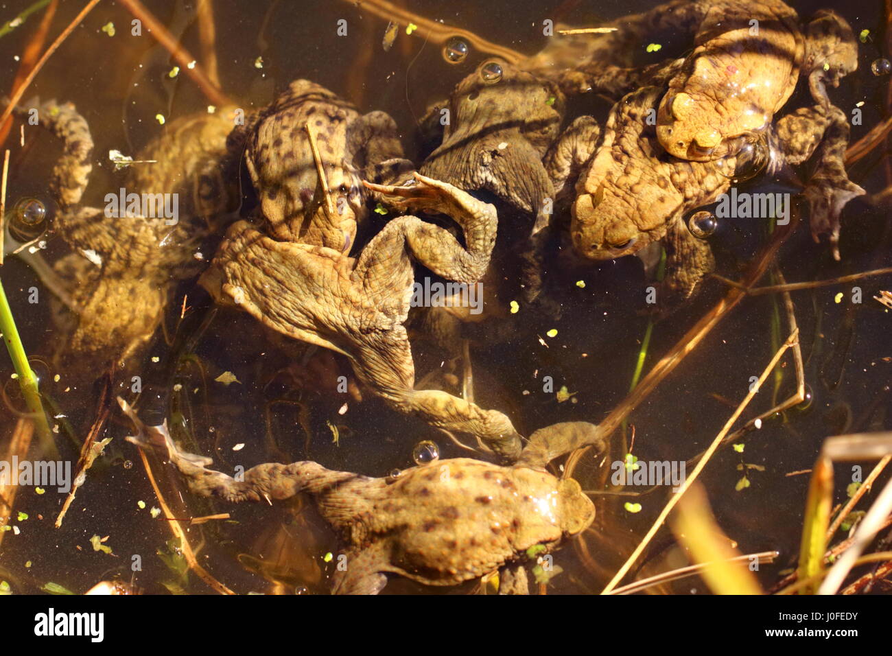 Common Toad Mating Ball Stock Photo Alamy