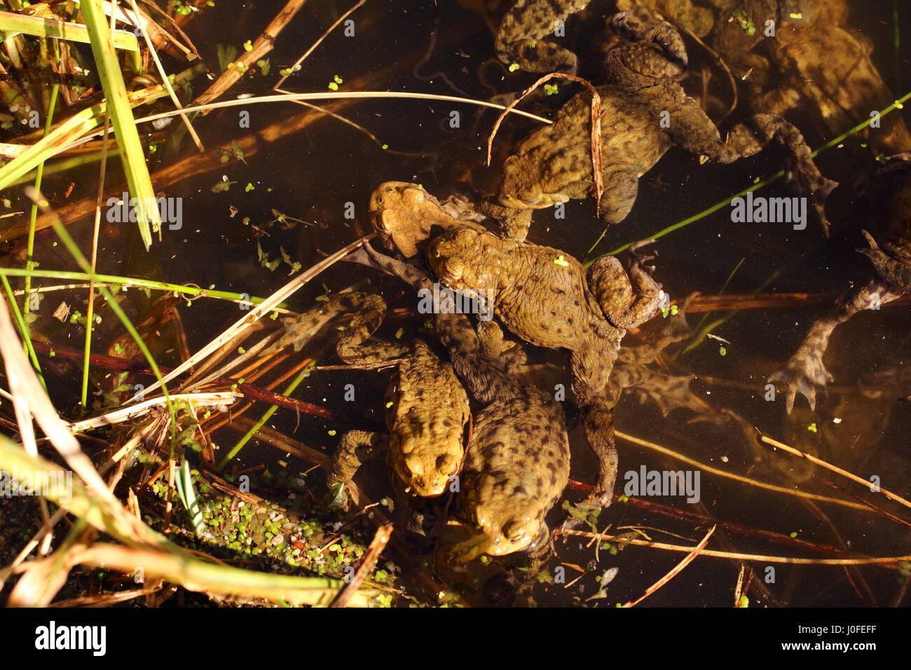 Mating ball hires stock photography and images Alamy