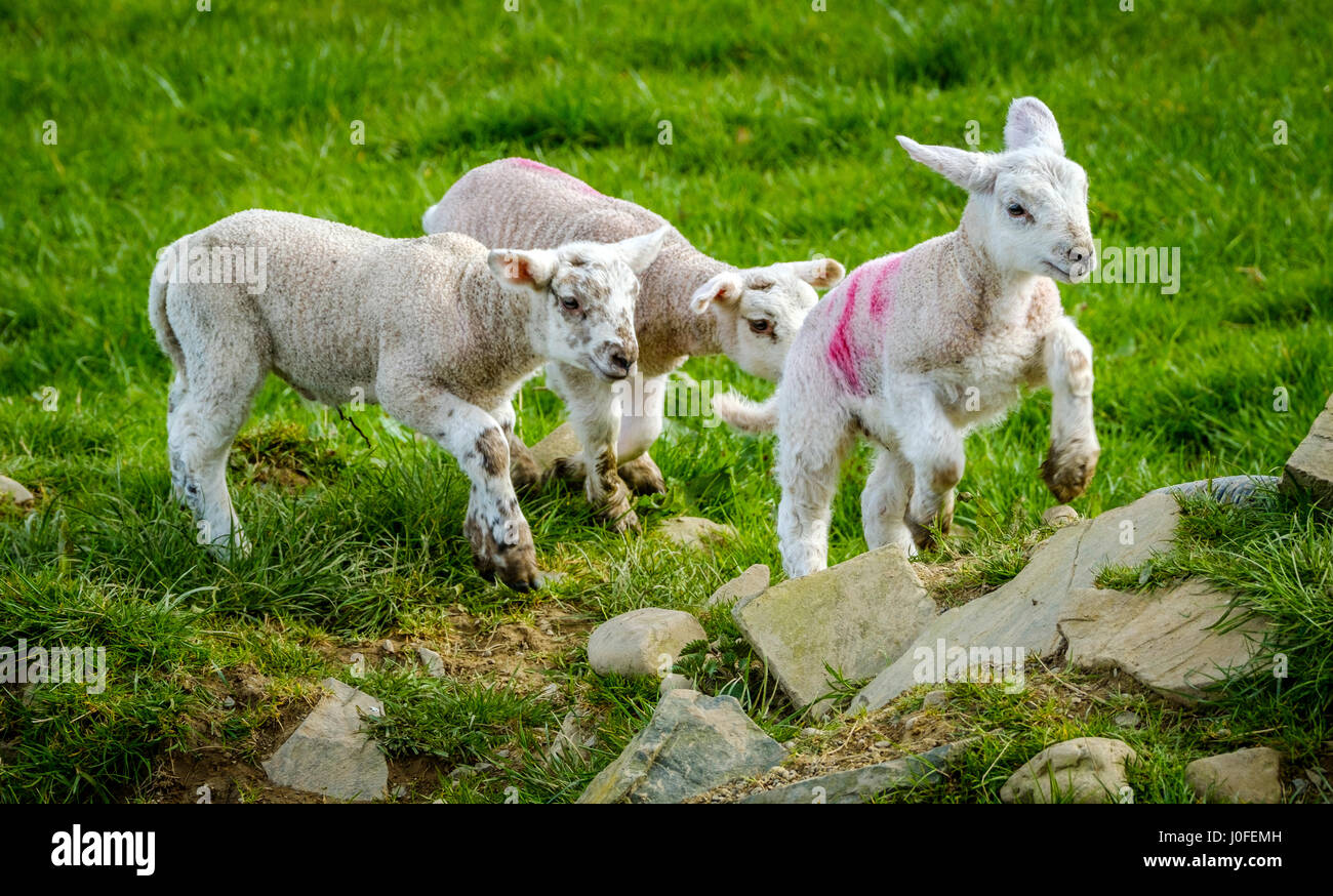 Lambs Playing In A Green Field High Resolution Stock Photography and ...