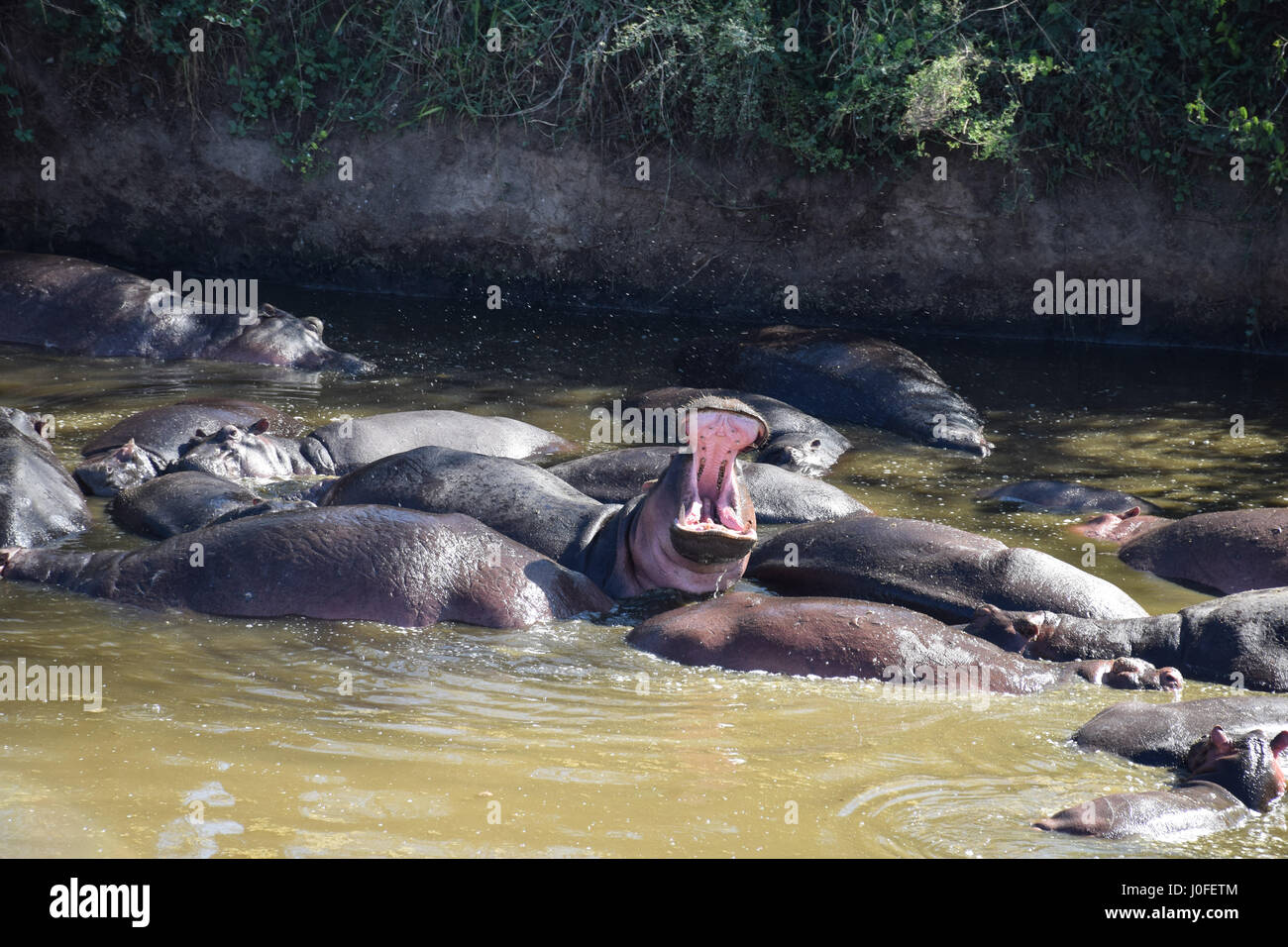Hippo big mouth hi-res stock photography and images - Alamy