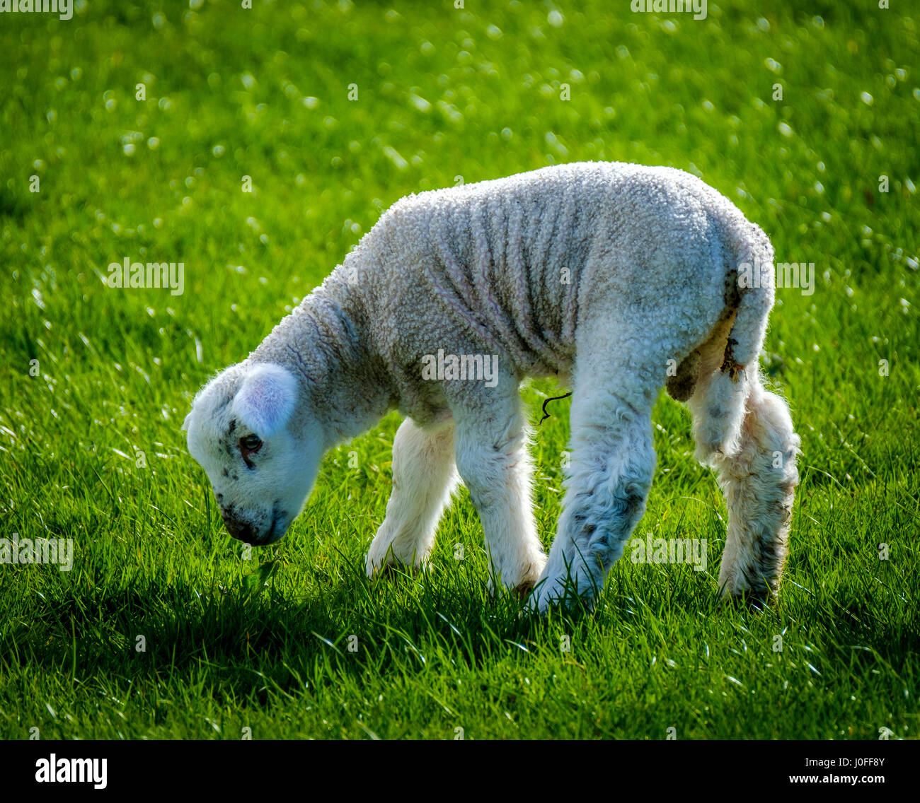 Mutton and lamb production hires stock photography and images Alamy