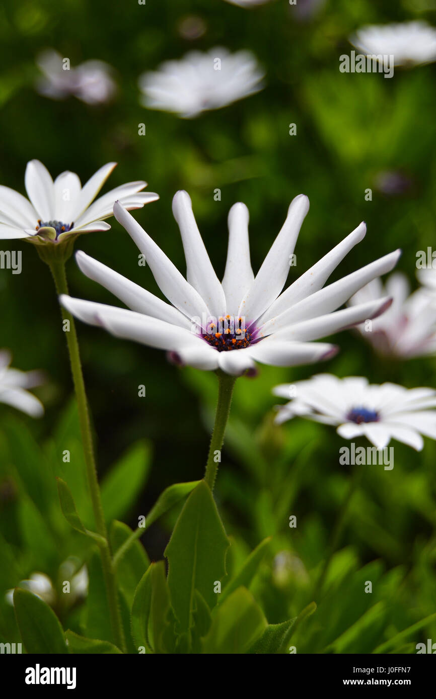 Daisybushes or African daisies Stock Photo